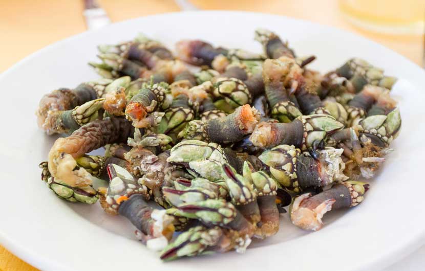 Galician Goose Barnacles - Percebes