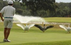 Lauro Golf