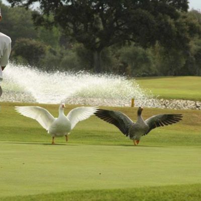 Lauro Golf
