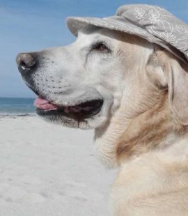 Traveling with your dog