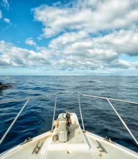 Dolphin Watching Spain