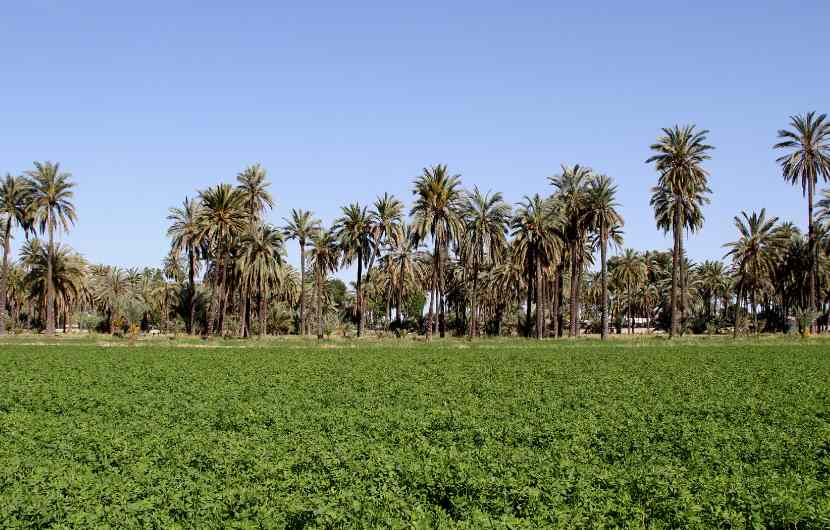 Palm Grove Orihuela