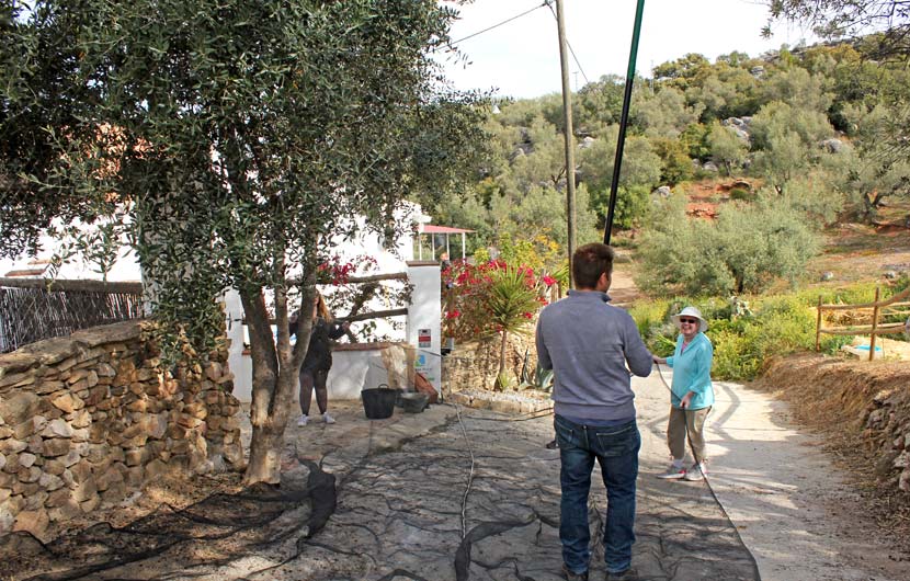 Harvesting Olives in Andalucia