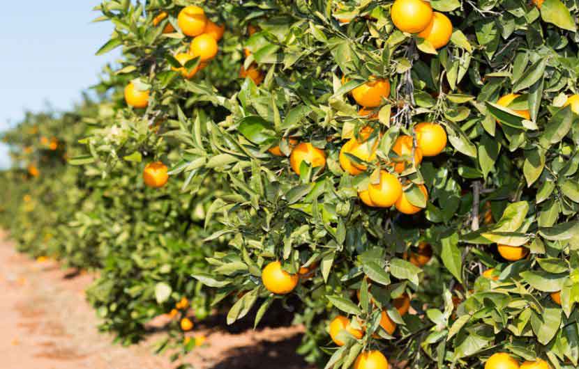 Oranges From Valencia