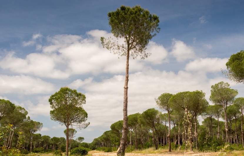 Donana National Park