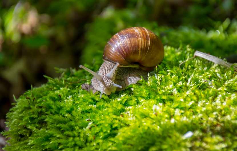 Snail Festival Spain