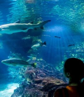 Barcelona Aquarium