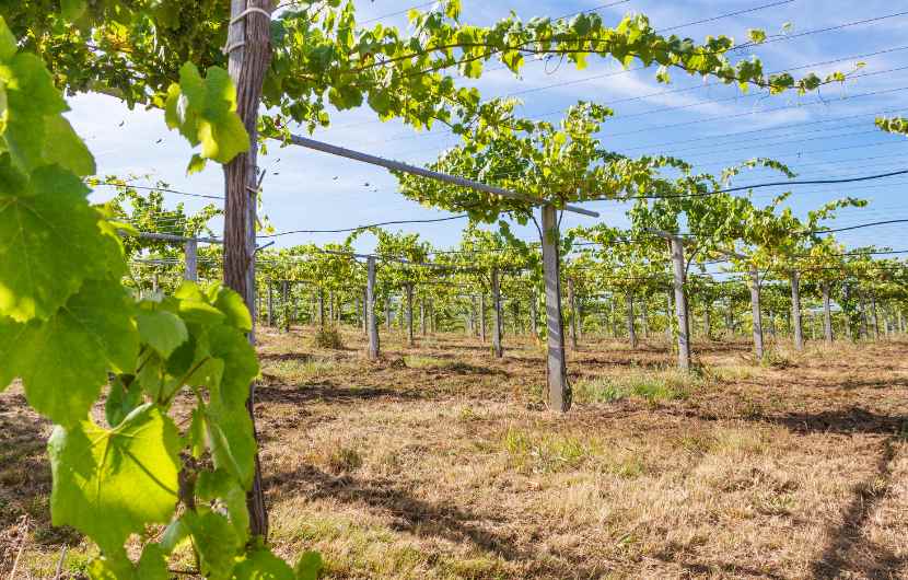 Albarino Vineyard Galicia
