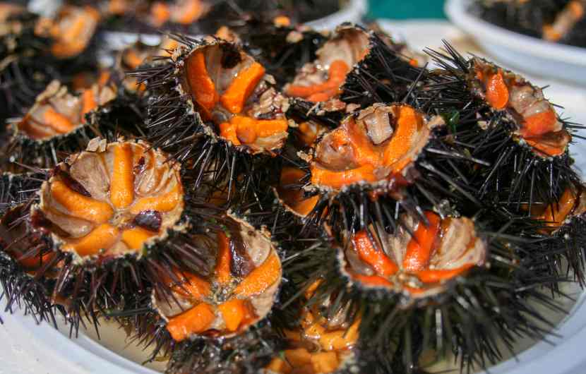Sea Urchin