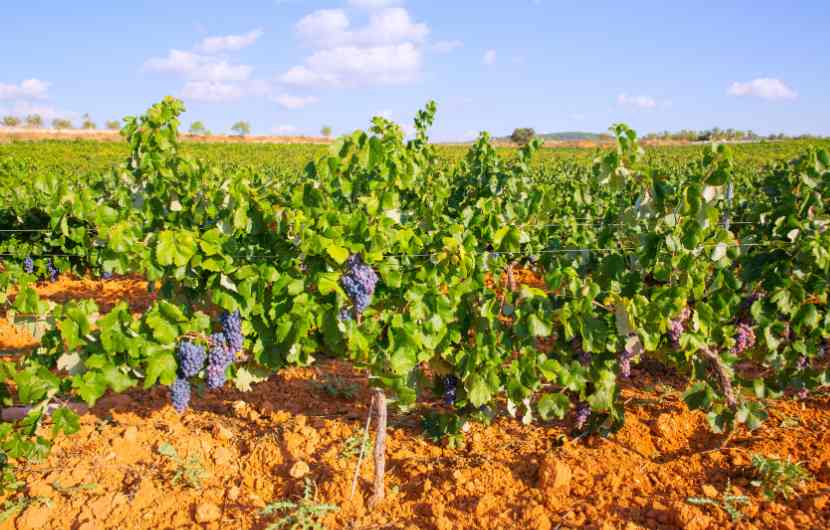 Vineyards Alicante