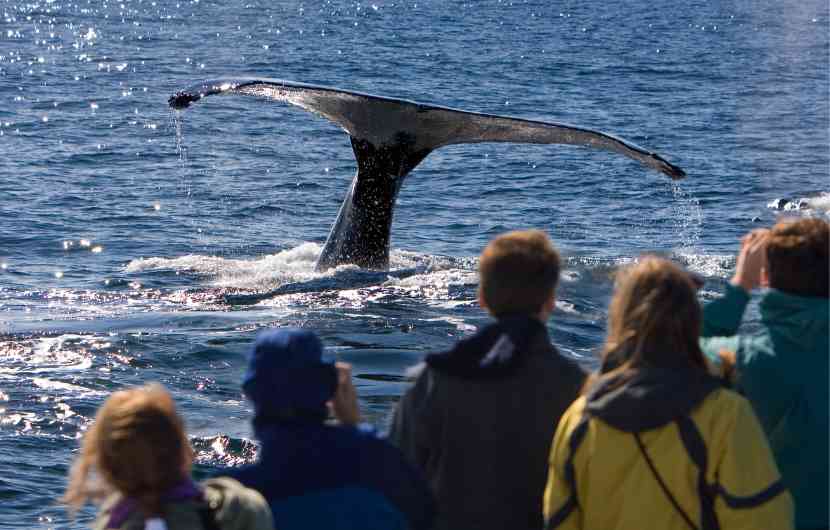 Whale Watching