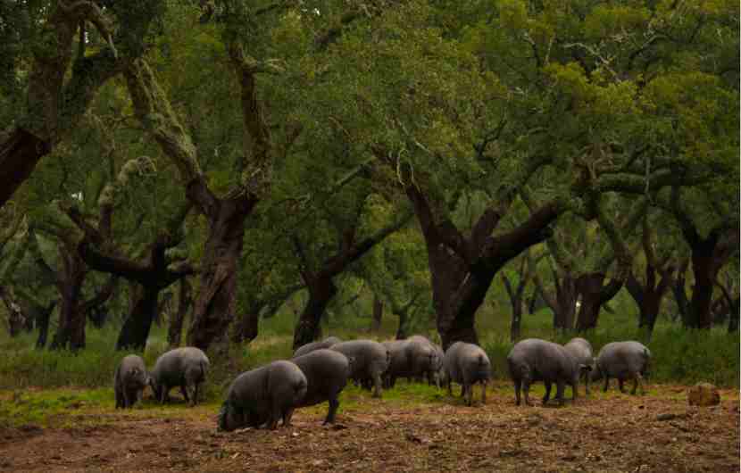 Black Foot Pigs