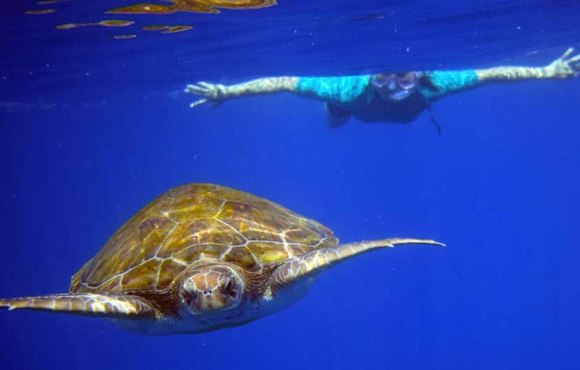 Snorkeling Tenerife