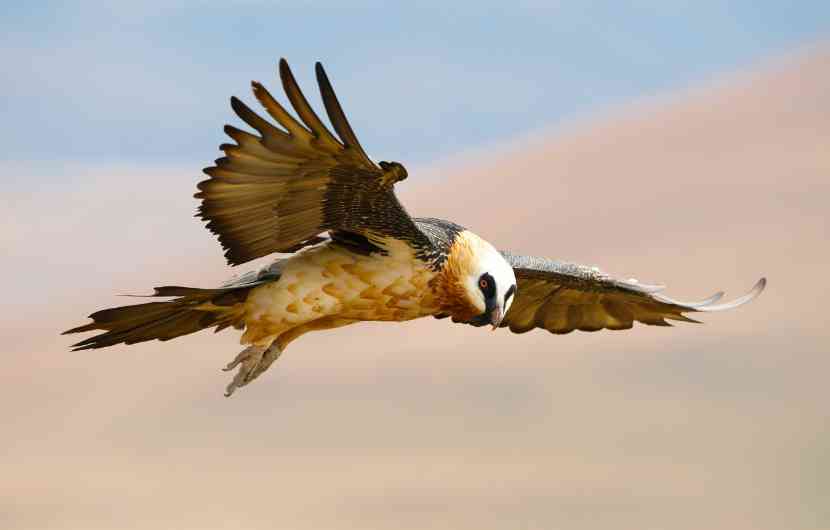 The Lammergeyer