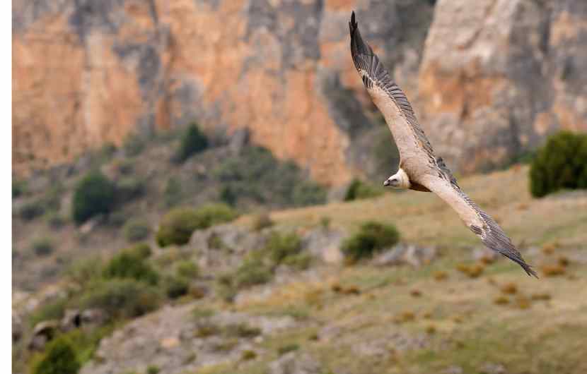 Griffon Vulture Spain